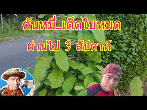 เลาะชมไม้ในสวนกับน้าเล็ก:ต้นหม เลาะชมไม้ในสวนกับน้าเล็ก:ต้นหม