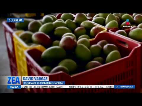 Estudiante plantea el uso de drones en el cultivo de mango en Guerrero | Noticias con Francisco Zea