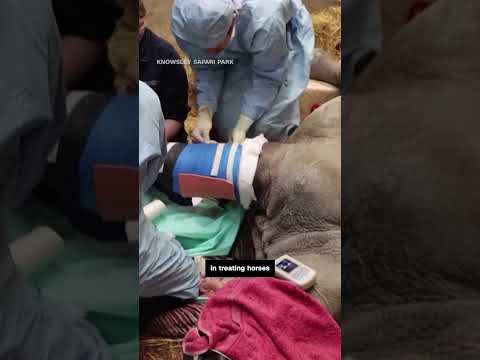 Medical team used horse knowledge to perform surgery on a Rhino