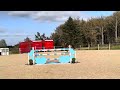 Show jumping horse Talented 8yo Mare by Avelinus C