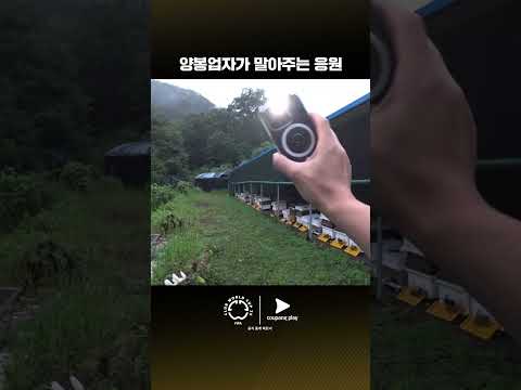 울산을 응원하는 색다른 방법 | 도르트문트 vs 울산 | 양봉유튜버 프응