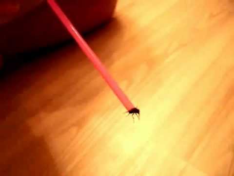 How to catch a fly with a straw!