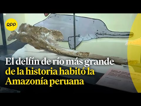 Presentan hallazgo de cráneo del delfín más grande de la historia