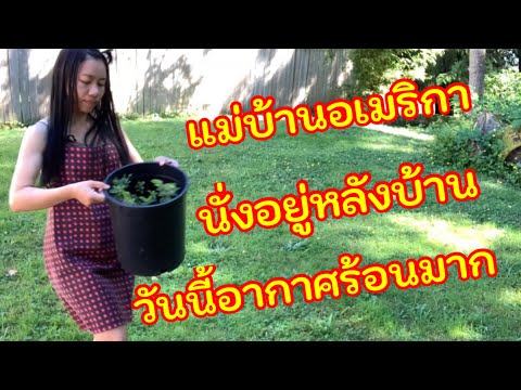 แม่บ้านอเมริกานั่งอยู่หลังบ้าน แม่บ้านอเมริกานั่งอยู่หลังบ้าน