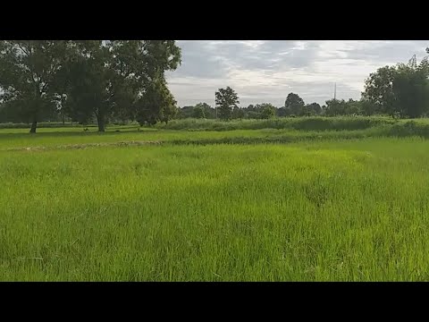 สูตรกำจัดสัตรตรูในนาข้าวอย่างง สูตรกำจัดสัตรตรูในนาข้าวอย่างง