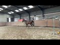 Springpaard 3yrs old gelding by Comme Il Faut plus x indoctro