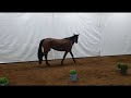 Show jumping horse Talentvol sportpaard te koop