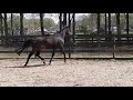 Dressage horse 3 jarige merrie met veel potentie voor de sport