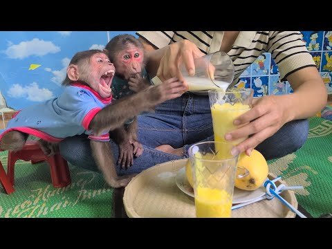 Two Mimi Kuku monkeys sing like birds urging Mom to make a quick smoothie