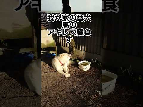 #犬#愛犬#雑種#食事