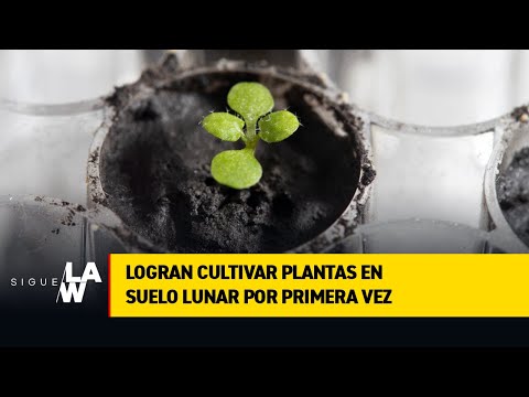 Logran cultivar plantas en suelo lunar por primera vez