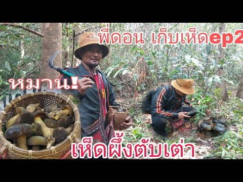 หลังฝนตก!พี่ดอนเลาะหาเห็ด!เห็ด