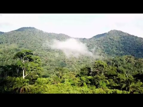 Cameroun : mobilisation internationale autour de la forêt d'Ebo