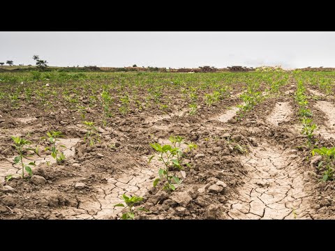 Gran sequía en el departamento de Soriano afecta a cultivos y animales