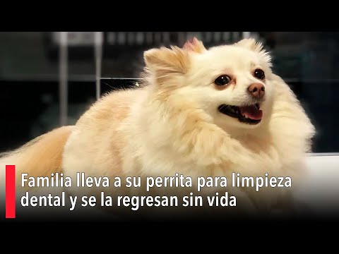 Familia lleva a su perrita para limpieza dental y se la regresan sin vida