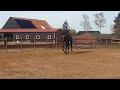 Dressuurpaard Prok sportmerrie 5 jaar v Ferdinand