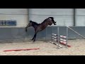 Show jumping horse Cashpaid J&F x Untouchable hengst 2022