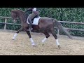 Dressage horse Super mooi en fijn dressuur paard