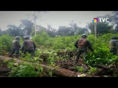 Sucumbíos: Más de 10 mil plantas de coca fueron halladas y destruidas