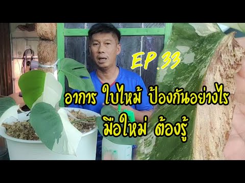 ป้องกันอาการใบไหม้ของไม้ด่าง