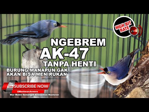 🔴 Rambatan Paruh Merah Gacor Suara Kristal Full POWER Speed Rapat