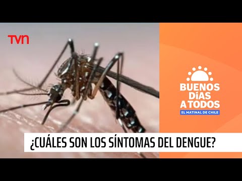 ¿Cuáles son los síntomas del Dengue? | Buenos días a todos