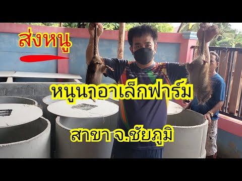 ส่งหนูหนูนาอาเล็กฟาร์ม-อ.เม ส่งหนูหนูนาอาเล็กฟาร์ม-อ.เม