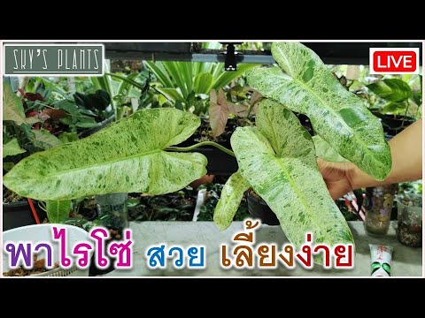 ไม้ด่าง-ฟิโลเดนดรอน-พาไรโซ่-ตั ไม้ด่าง-ฟิโลเดนดรอน-พาไรโซ่-ตั