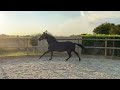 حصان الفروسية Fijn toekomstig sportpaard van wereldkampioen Glamourdale