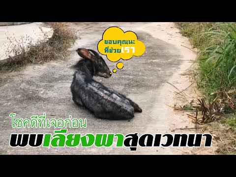 สัญชาตญาณพิเศษของสัตว์ป่า-เมื่ สัญชาตญาณพิเศษของสัตว์ป่า-เมื่
