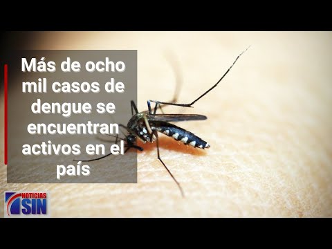 Al menos 8 mil casos de dengue se ha registrado este año