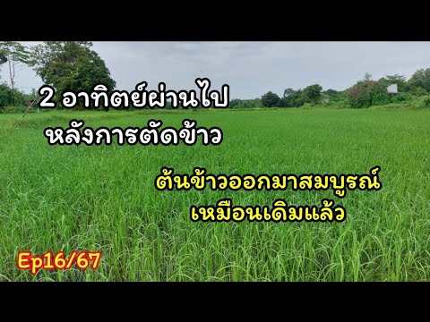 2อาทิตย์ผ่านไปหลังการตัดข้าว