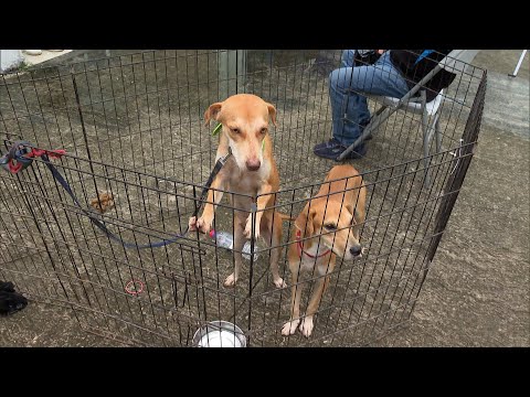 Realizaron un festival de mascotas en Juan Díaz