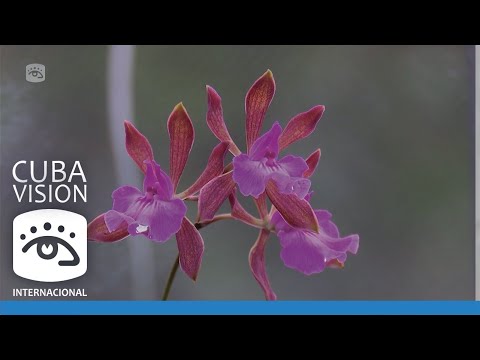 Cuba - El Orquideario de Soroa  alberga la mayor colección de orquídeas de toda Cuba