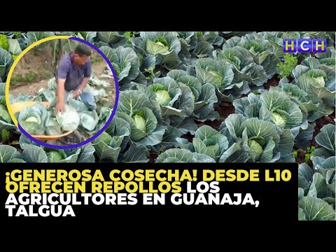 ¡Generosa cosecha! Desde L10 ofrecen repollos los agricultores en Guanaja, Talgua
