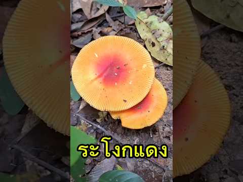 ระโกแดงบานๆ