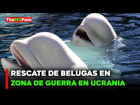 NOTICIAS | RESCATE INTERNACIONAL: BELUGAS VIAJAN DE UCRANIA A ESPAÑA | TheMXFam