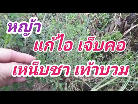 ไม่ใช่หญ้าธรรมดา-แก้เบาหวาน-ดั ไม่ใช่หญ้าธรรมดา-แก้เบาหวาน-ดั