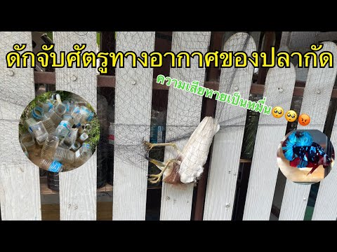 จับศัตรูทางอากาศของปลากัด(เสีย