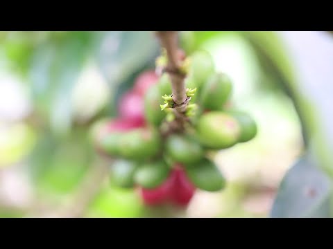200 % crecen exportaciones de café a China