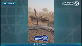 عراك مخيف مع الأسود