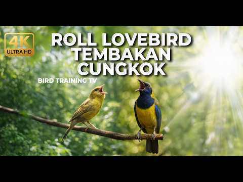 🔴 Live Masteran Roll Tembak Cucak Cungkok Gacor vs Kenari Gacor Isian Lovebird Panjang