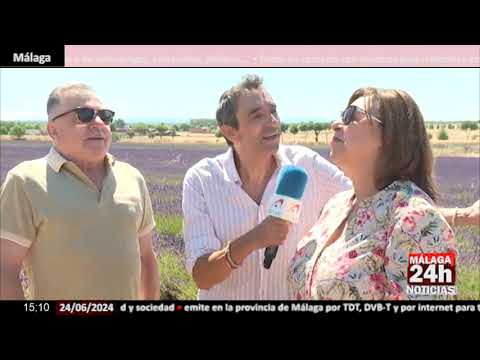 Noticia - Los campos de lavanda de Pezuela de las Torres ya lucen en todo su esplendor