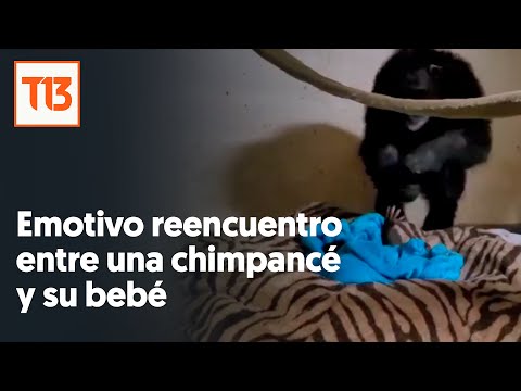 El emocionante reencuentro entre una chimpancé y su hijo: Estaban separados desde que nació