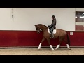 Dressage horse PSG horse