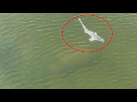 Imágenes de un tiburón en las aguas de un río en Izabal