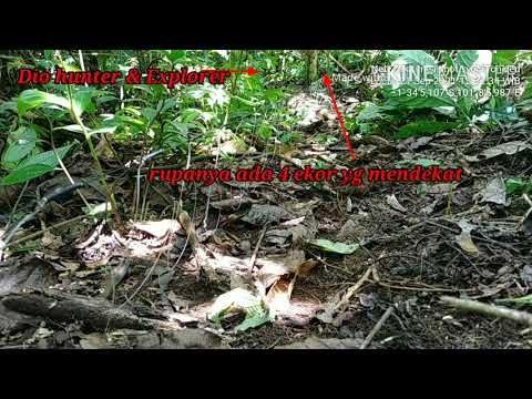 Ngajakin bocil mikat,njerat puyuh tebe/puyuh tarun2/puyuh bamo..seru..yg datang segrombolan..