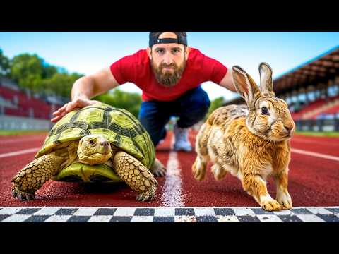 Tortoise vs Hare | Animal Olympics 2