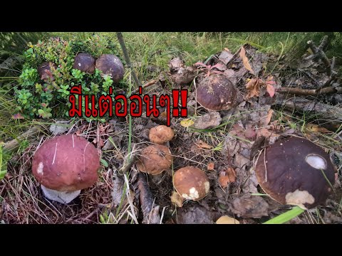 Ep.19-เก็บเห็ดผึ่งหวานสวีเดนล่ Ep.19-เก็บเห็ดผึ่งหวานสวีเดนล่