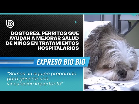 Dogtores: Perritos que ayudan a mejorar salud de niños en tratamientos hospitalarios